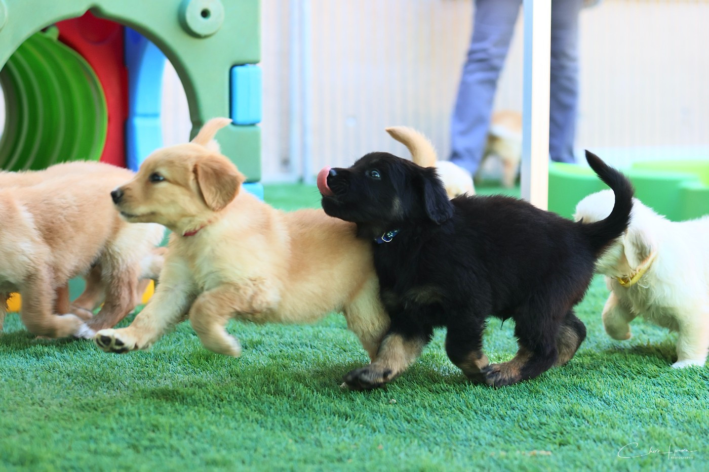 Bienvenue à Puppyland
