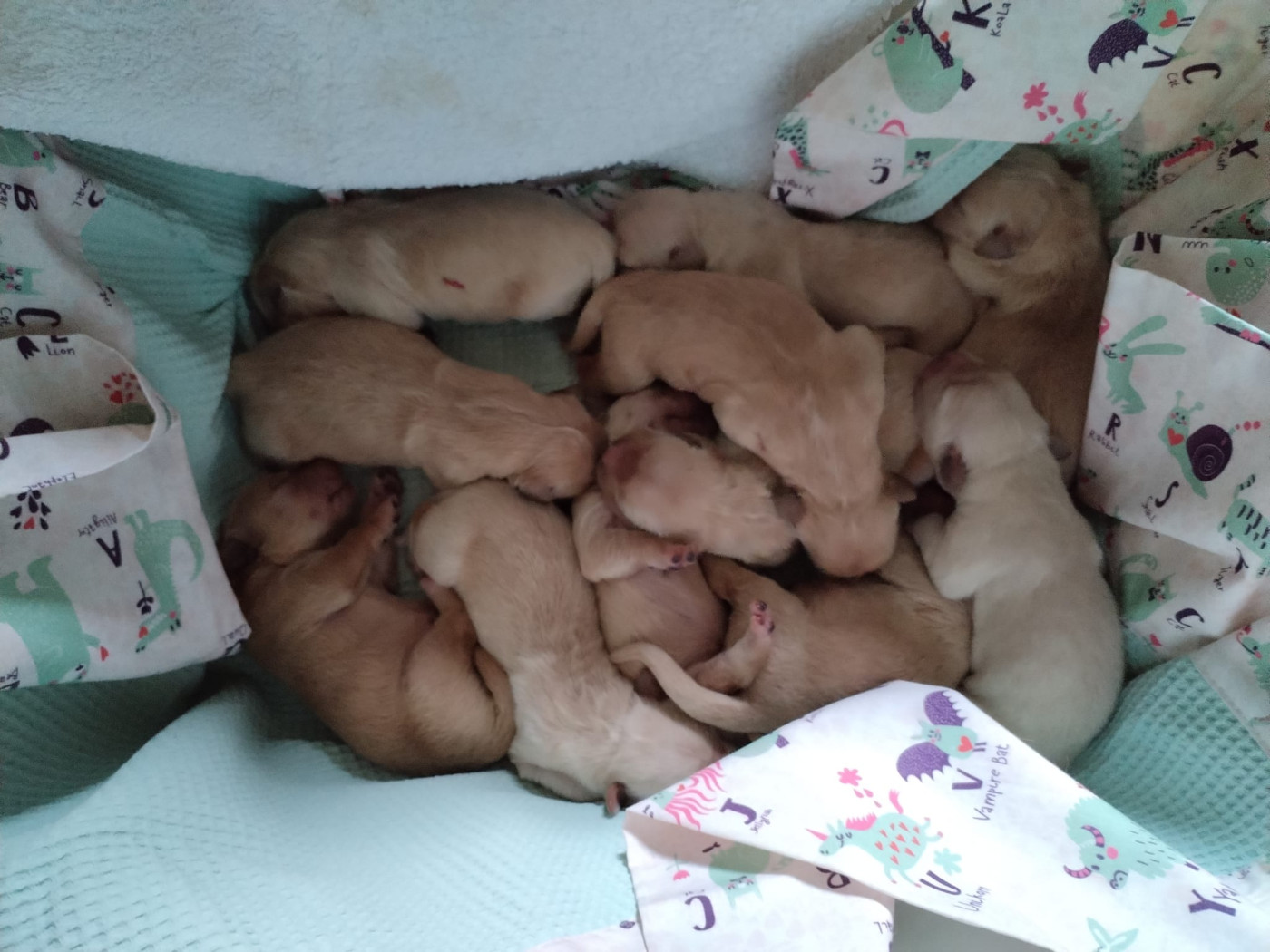 Des Légendes De Belington - Chiots disponibles - Golden Retriever