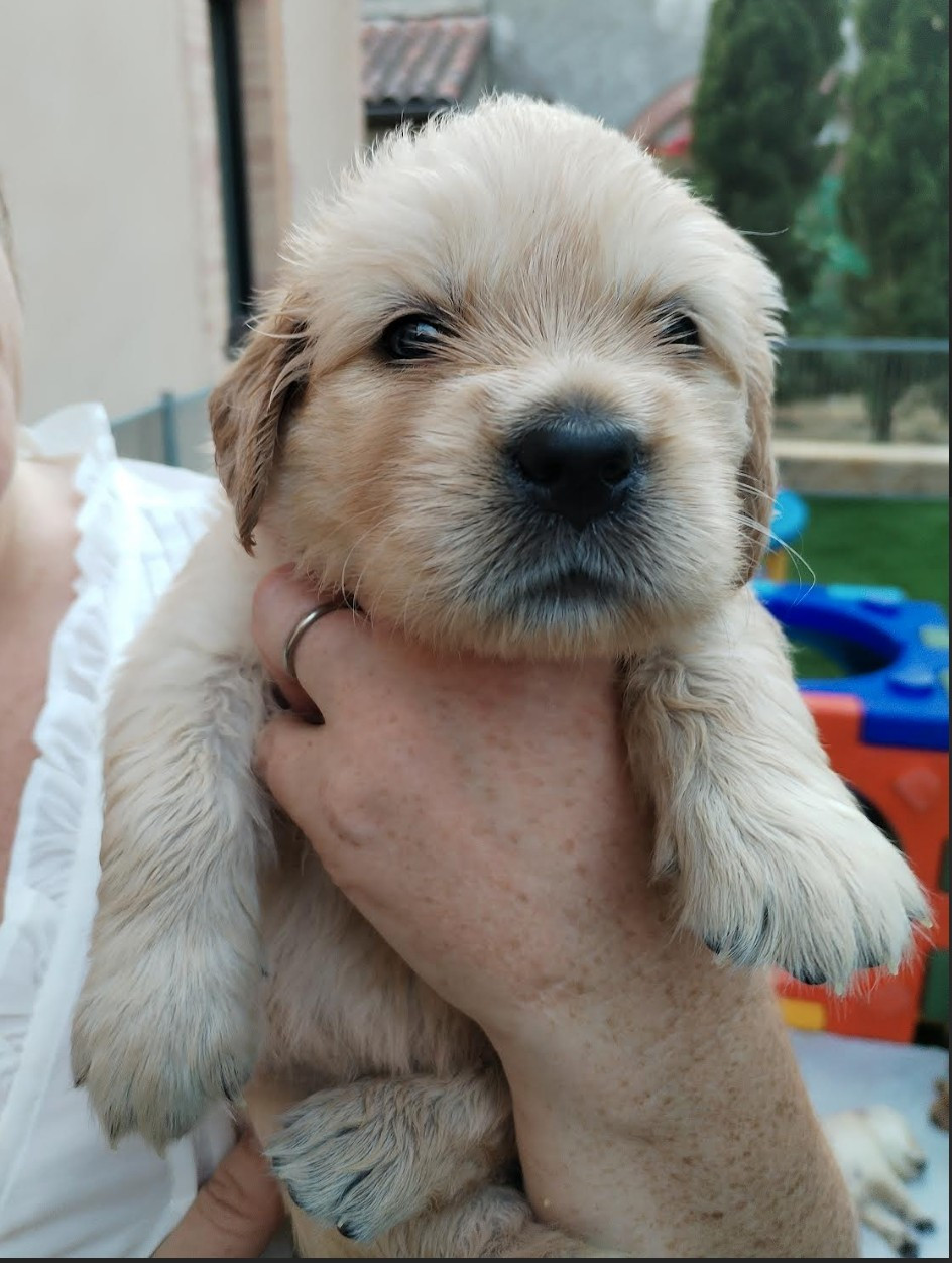 Des Légendes De Belington - Chiots disponibles - Golden Retriever