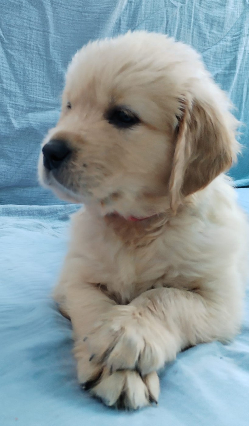 Des Légendes De Belington - Chiots disponibles - Golden Retriever