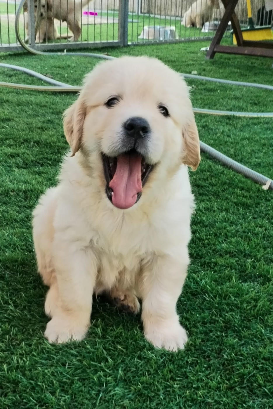 Des Légendes De Belington - Chiots disponibles - Golden Retriever