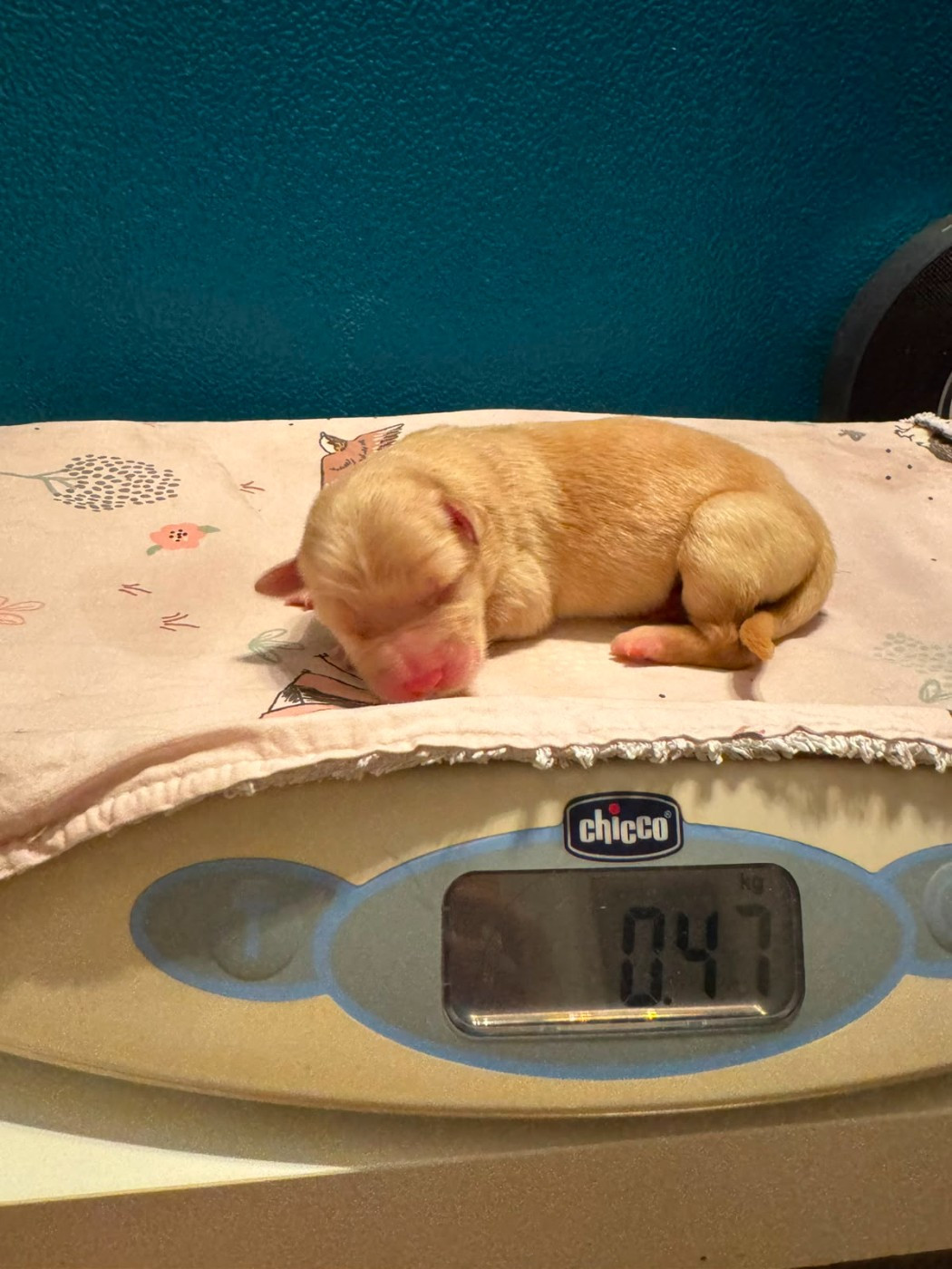 Des Légendes De Belington - Chiots disponibles - Hovawart